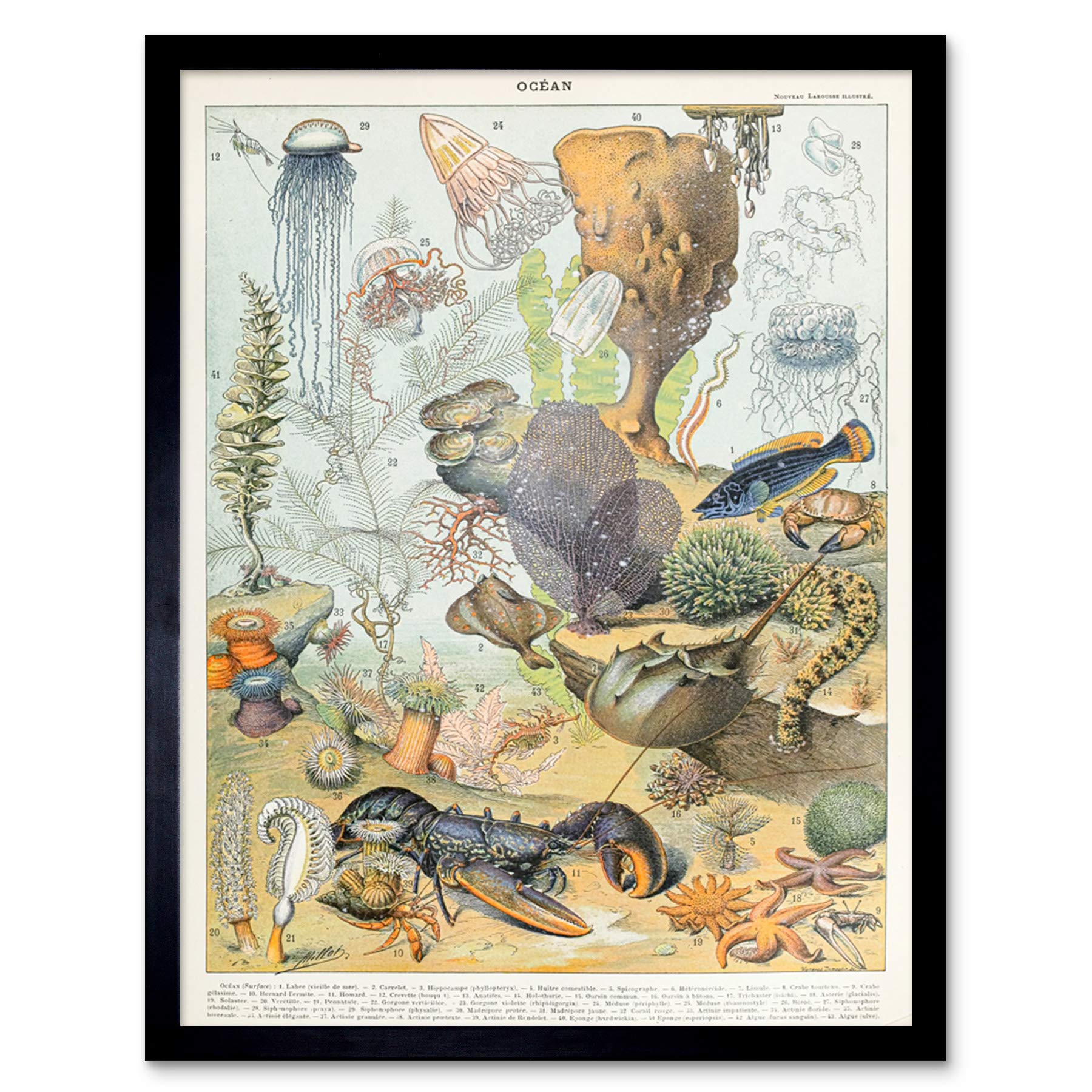 Artery8 Millot Encyclopedia Page Molluscs Shells Art Print Framed Poster Wall Decor 12x16 inch — view 95