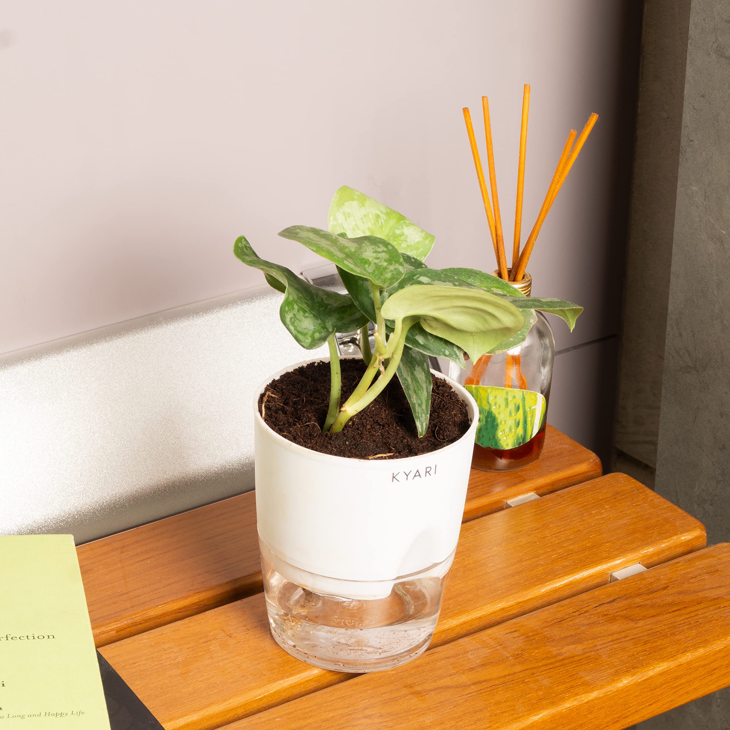 KYARI Satin Money Indoor Plants for Living Room | Live Plants | Plants with White Self Watering Pot for Home | Air purifier plants | Plants for Home Decor | Plants for Garden & bedroom (B0BDFVCRBX) Amazon Price History, Amazon Price Tracker