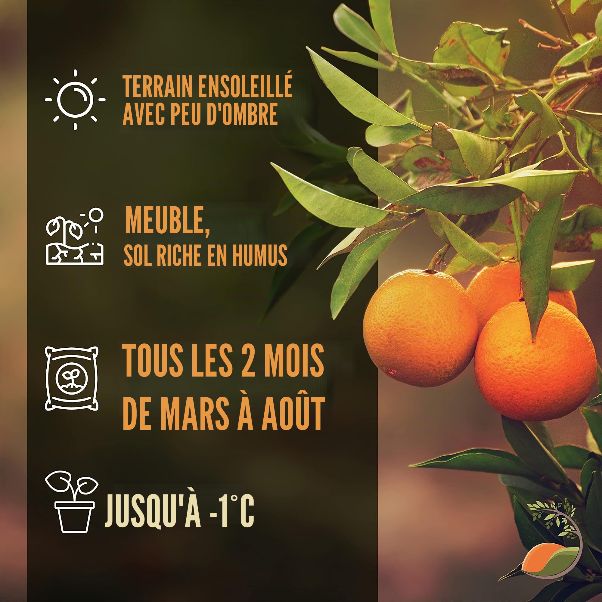 TropicTrees Mandarinier avec une hauteur de 150cm | arbuste de plantation avec une circonférence de tronc de 8-10 cm | Fruits de citron pour le jus, comme ingrédient dans les épices et la nourriture
