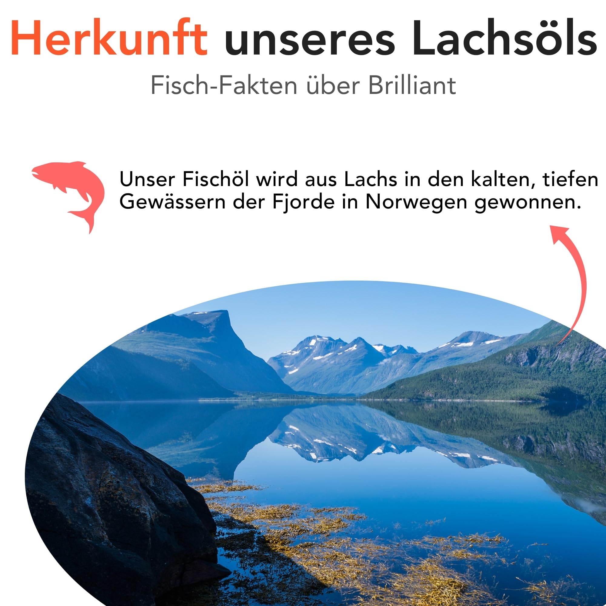 Hofseth BioCare BRILLIANT | Norwegisches Lachsöl für Katzen und Hunde Fördert glänzende Mäntel | Verbesserter Appetit | Weiche Pfoten | Energie erhöhen | Nicht GVO | 2 x 300ml