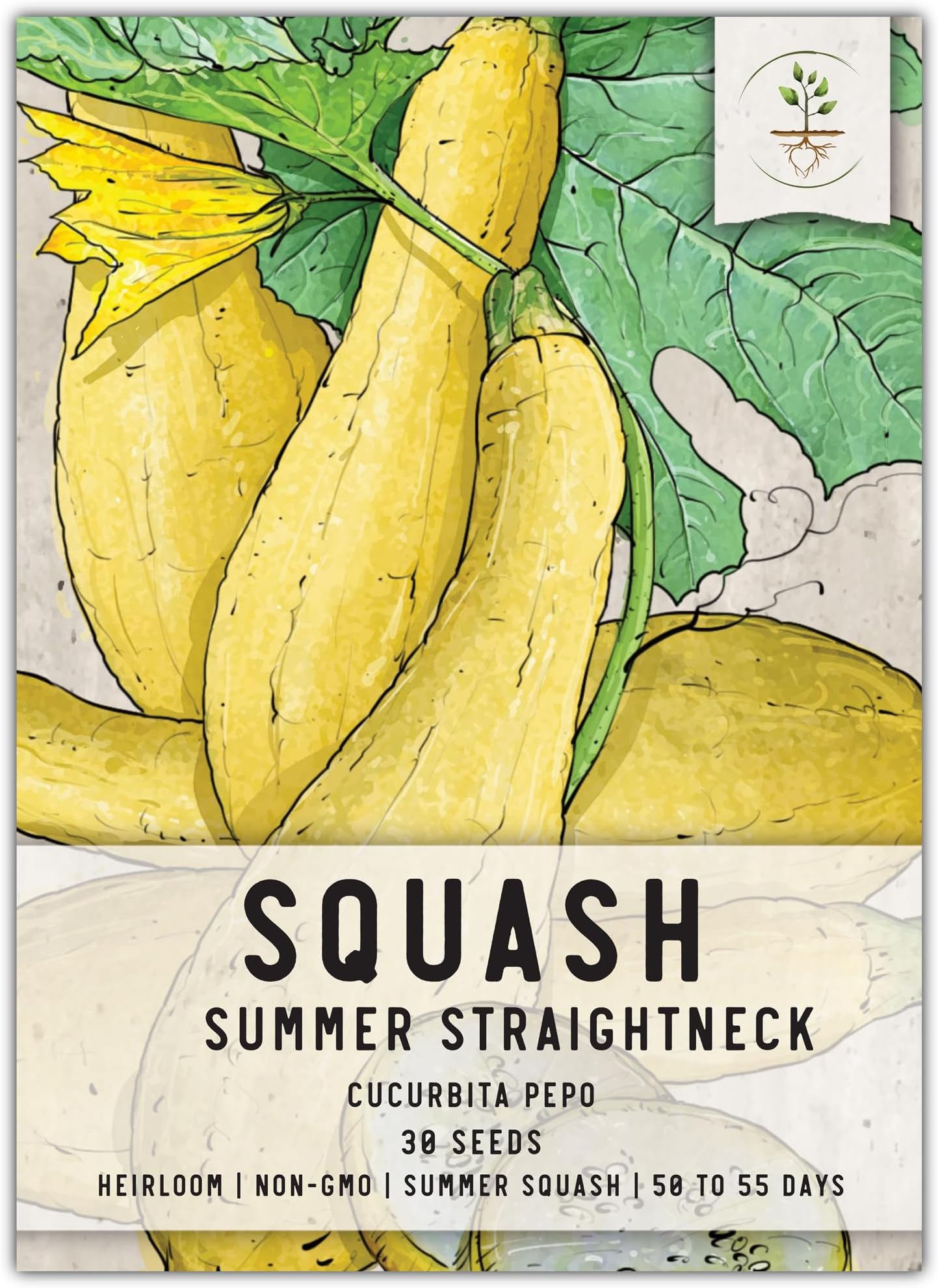 Seed Needs, Straightneck Squash Seeds - 30 Heirloom Seeds for Planting Cucurbita pepo - Delicious Edible Summer Squash to Plant an Outdoor Garden (1 Pack)