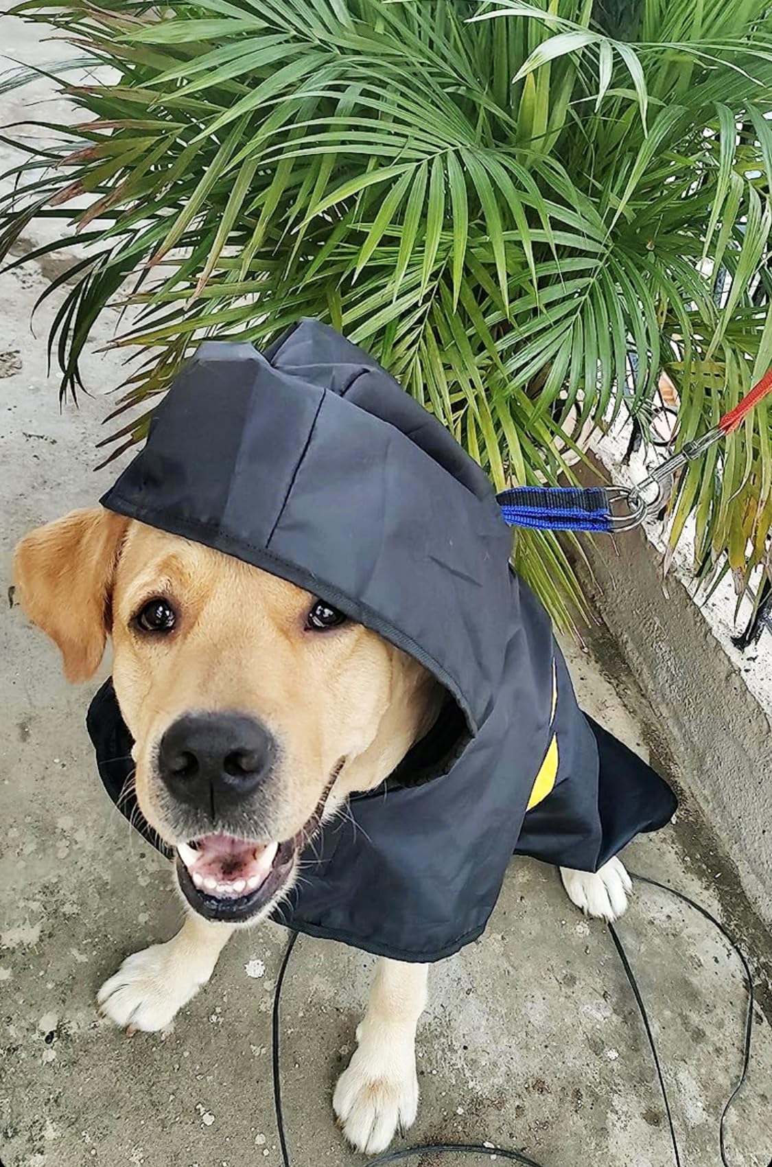 That Dog In Tuxedo Pawddington Dog Raincoat with Hoodie - Black (Size - 28) 3