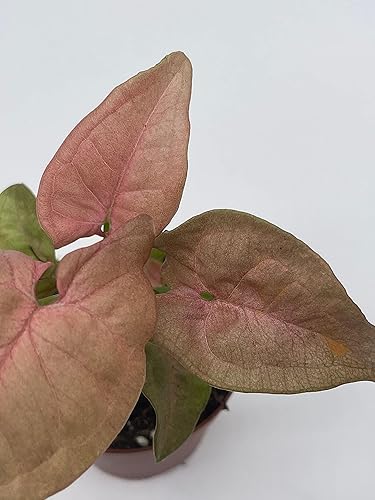 Miniatura 6 de BubbleBlooms Syngonium - Fresa rosa en maceta de 2 pulgadas, planta de casa viva bien arraigada