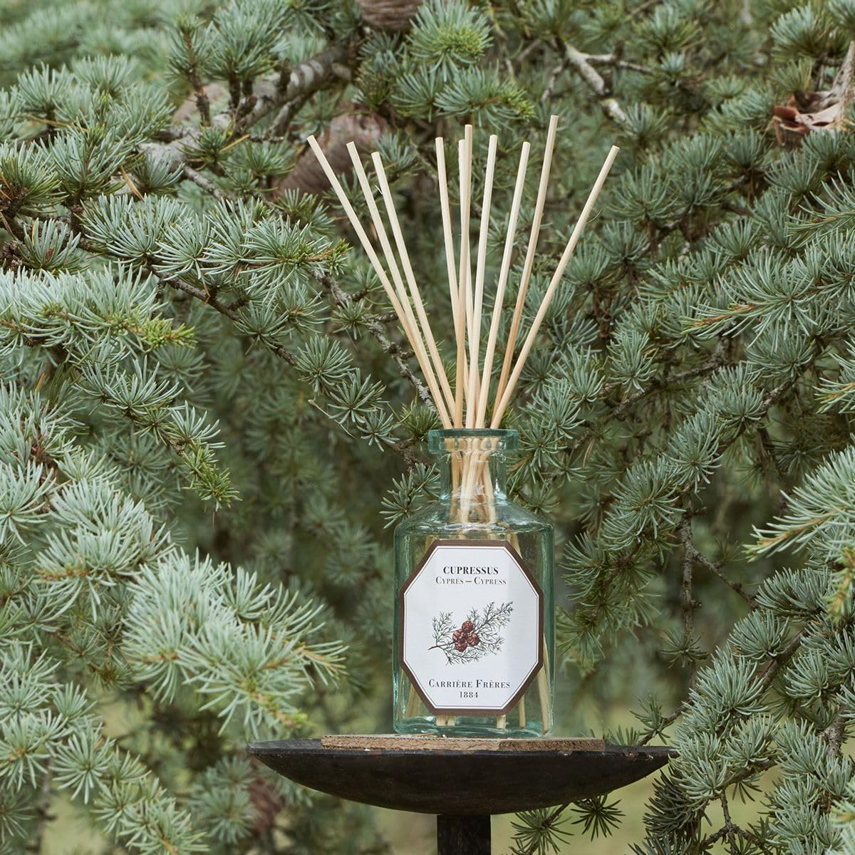 Carrière Frères Cypress Reed Diffuser, Vegan, Woody Fresh Aromatic Fragrance, Made in France