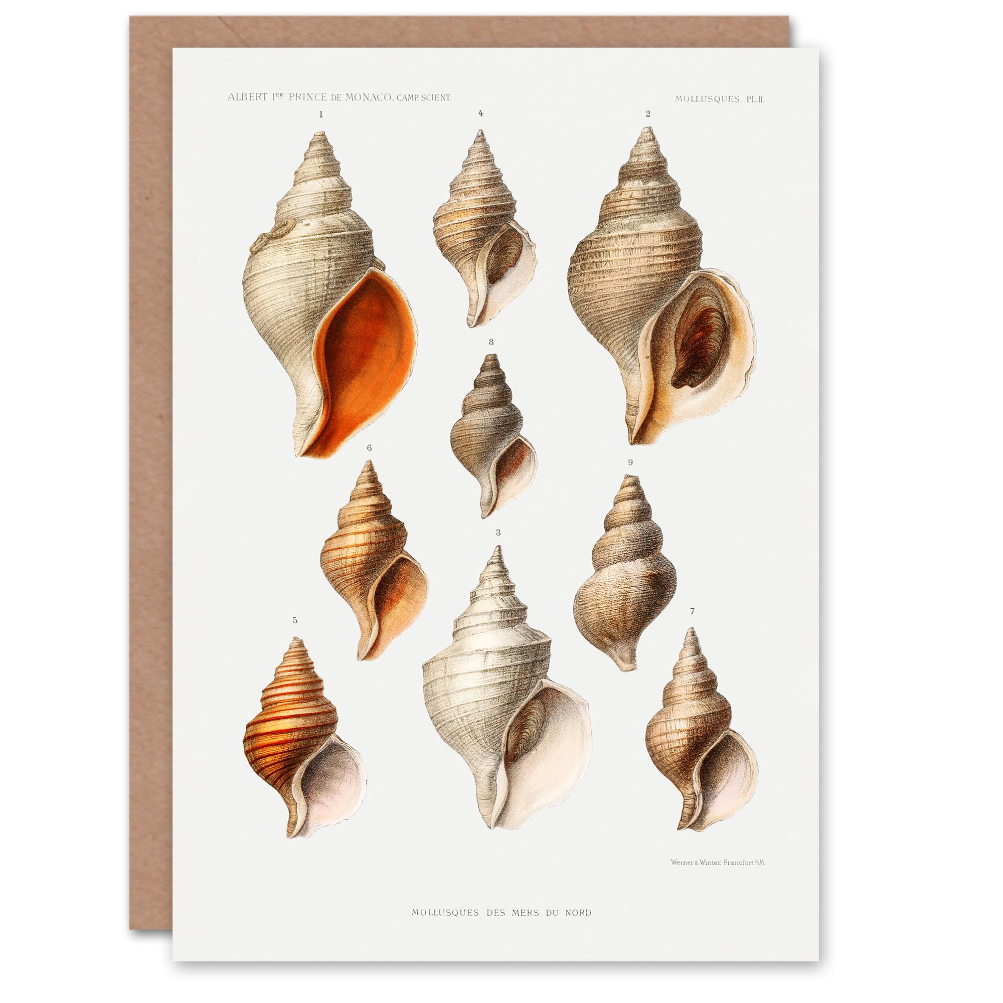 Artery8 Vintage Marine Life Art Card Molluscs from the Northen Sea