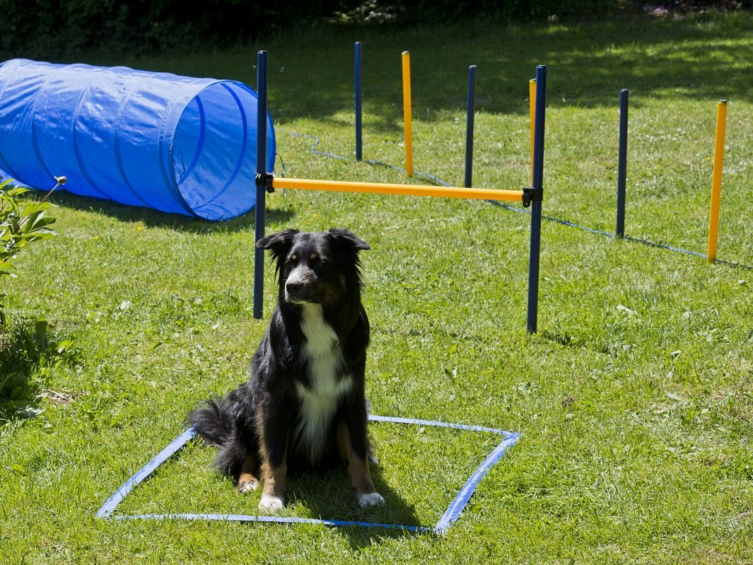 Lemodo Hundetrainings-Set, Agility, Starter-Set, Stangen + Tunnel, Agilityset, Training für Hunde