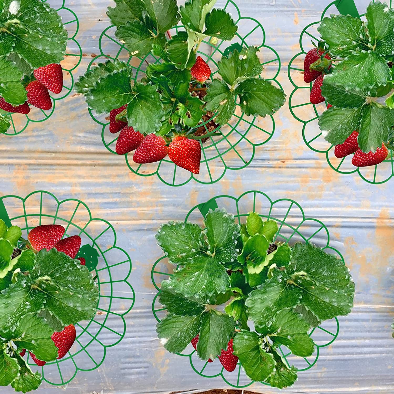 10 supporti per fragole da giardino, quadrati, con 4 gambe robuste, supporto per fragole, telaio per mantenere la frutta elevata e prevenire la putrefazione delle fragole [rosa