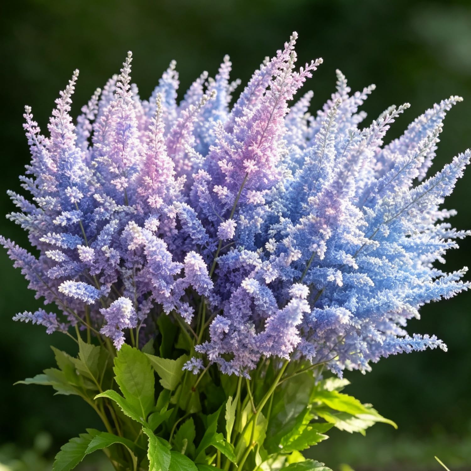 Mix Astilbe Seed-Hardy,Perennial herb,Excellent Display Indoor,Garden