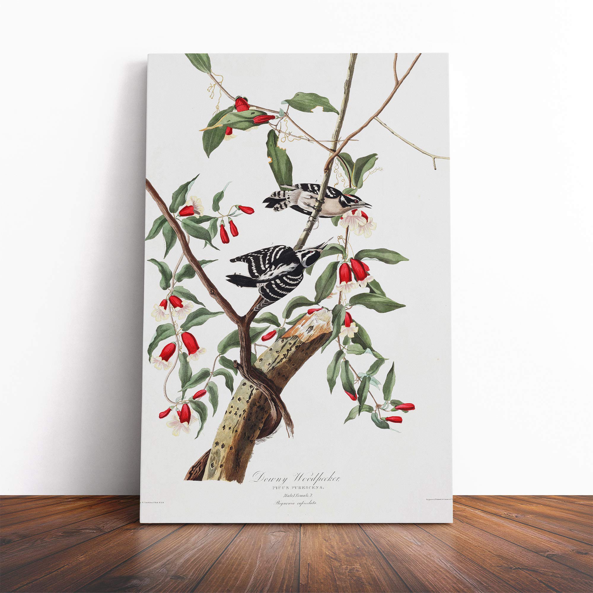 John James Audubon Downy Woodpecker Canvas Print | Gallery Wrapped 30mm Frame Wall Art | 24x16 inches | Ready to Hang | Modern Picture | Living Room Bedroom Lounge Office