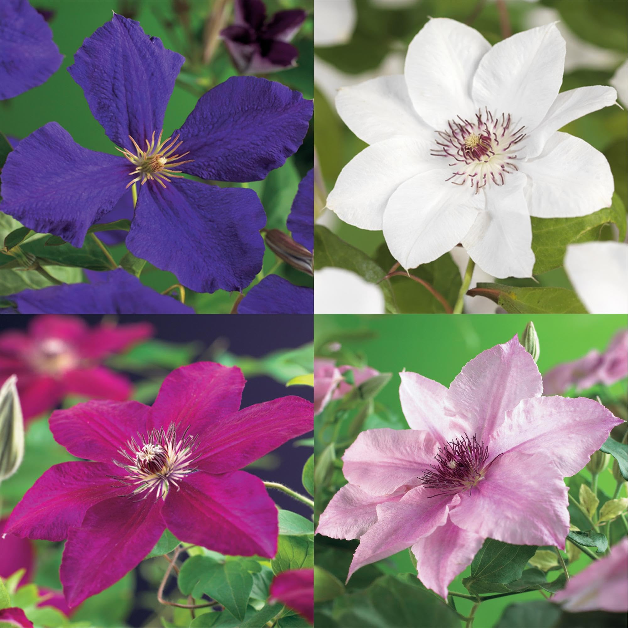 Plantas Trepadoras Clematis para Jardín, Multicolor, Set de 4, 40cm