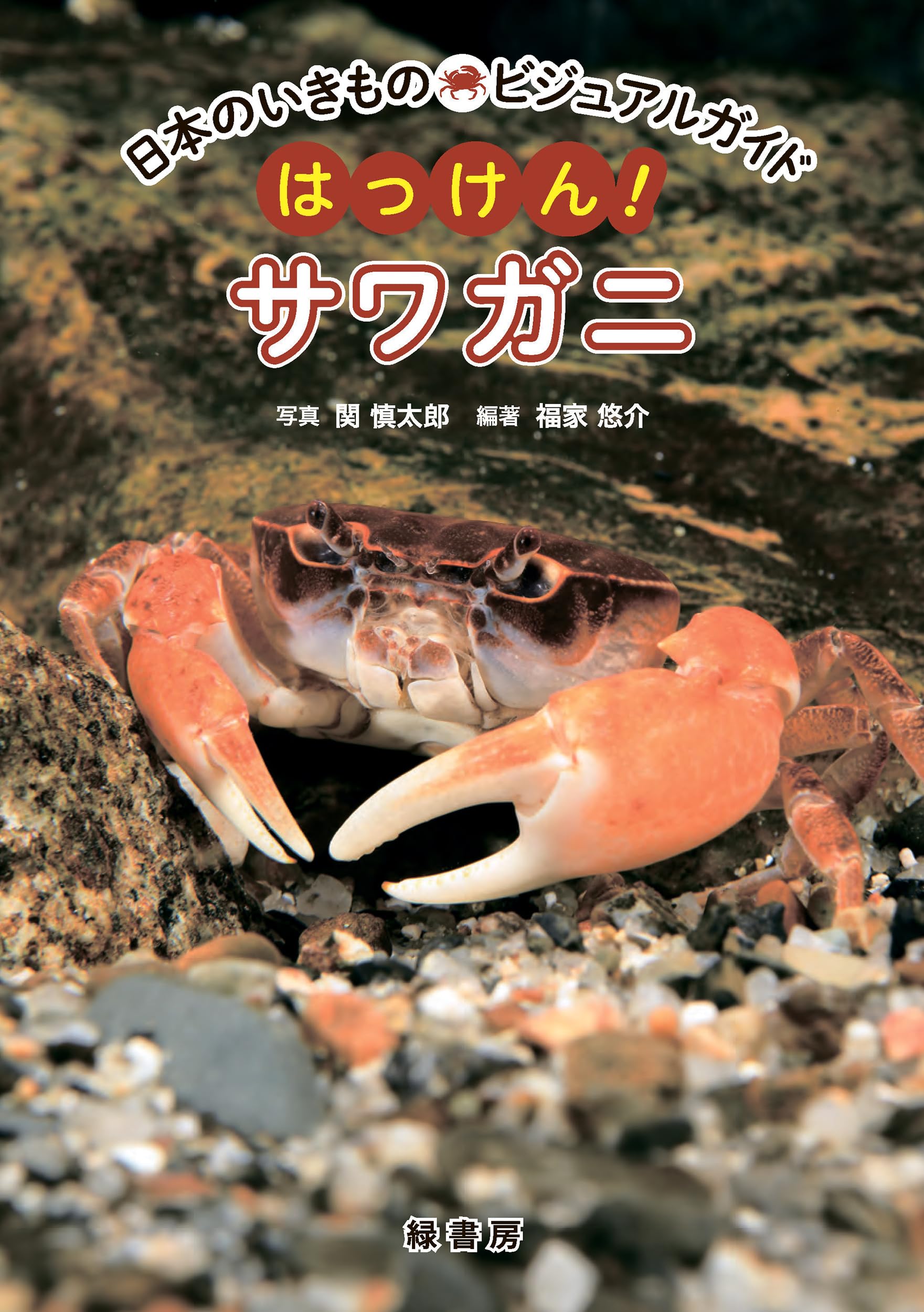 日本のいきものビジュアルガイド はっけん！ サワガニ | 関 慎太郎