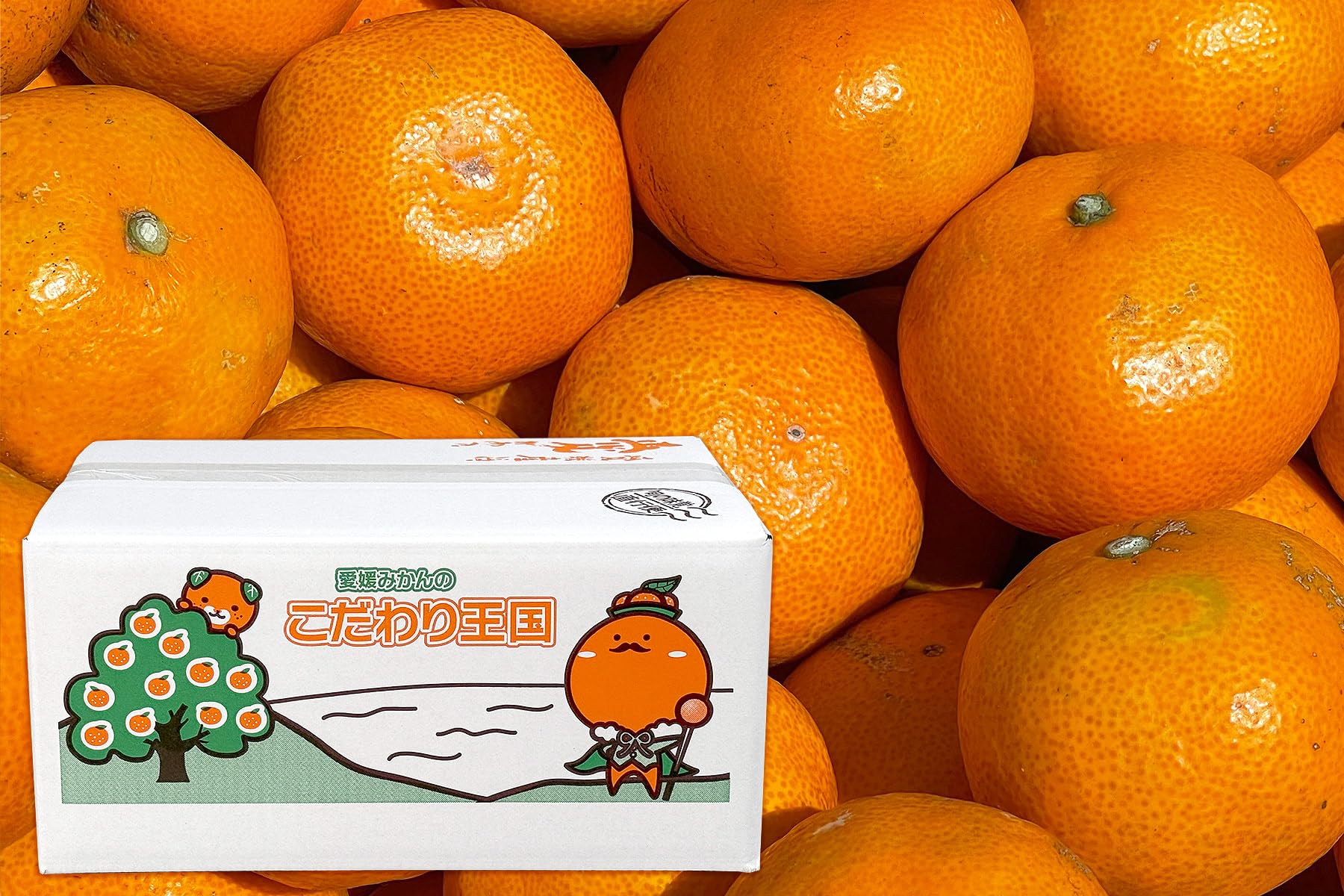 愛媛 訳あり みかん 5kg