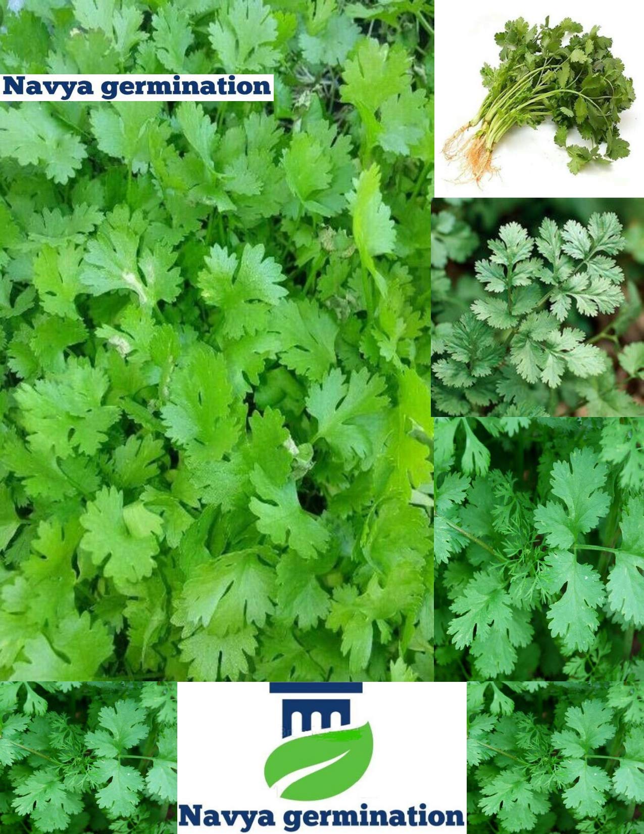 Nayva germination Coriander Dhaniya Vegetables Seeds F1 Hybrid Pack For Your Home Plant and Gardening This Seeds Prepared Like Organic (B082DB8WPW) Amazon Price History, Amazon Price Tracker