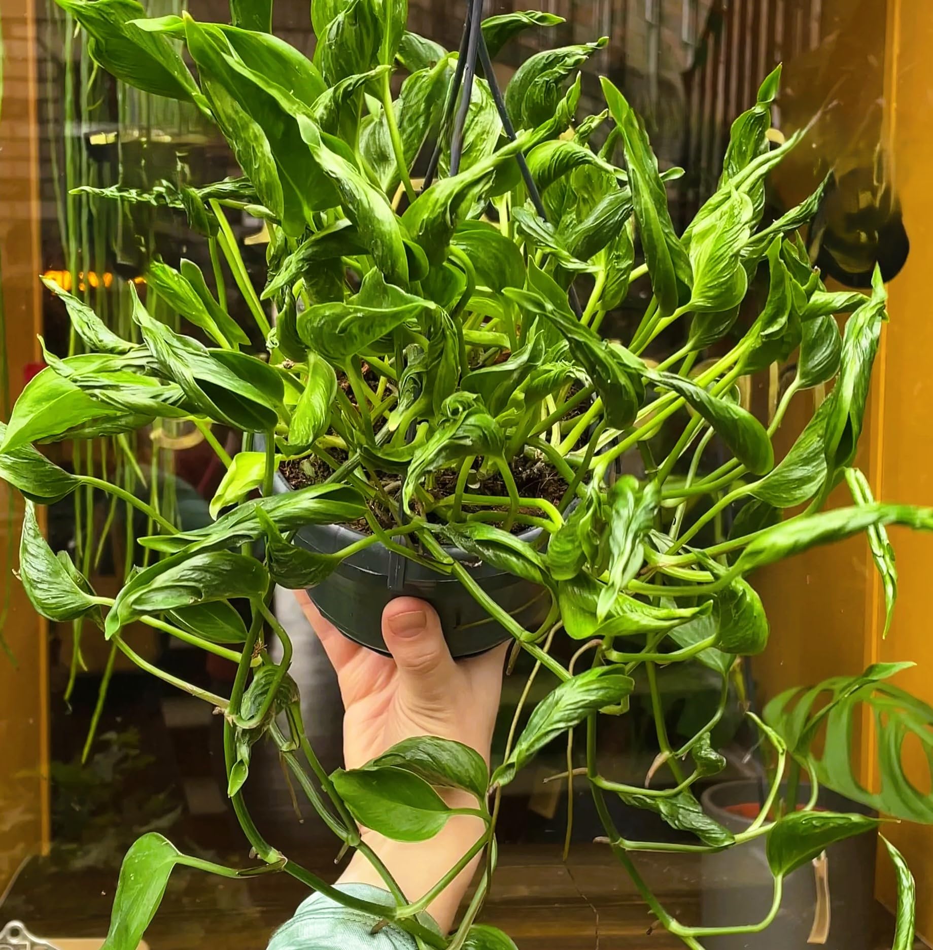 Banamala Nursery,Sleeping Pothos|Shangri La Rare Natural Live Plant (Pack  of 1) : Amazon.in: Garden & Outdoors