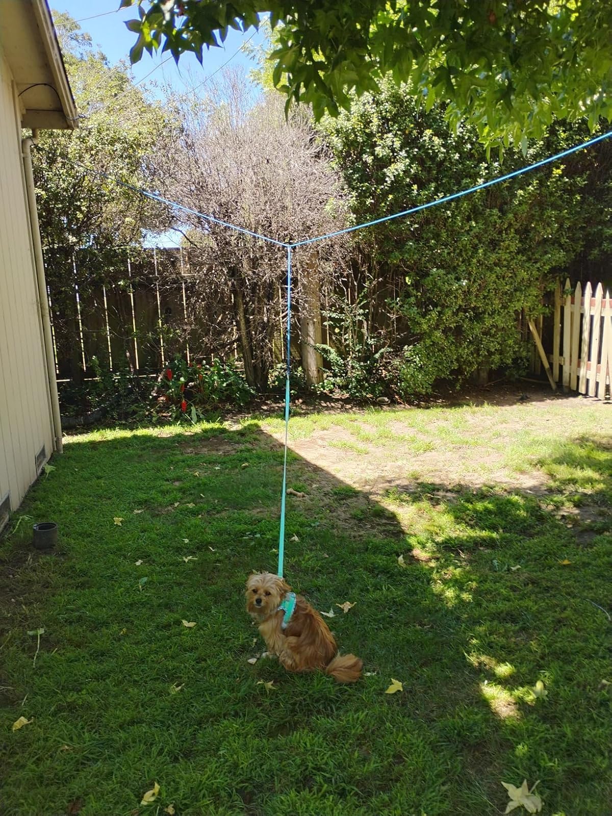 Mycicy Dog Tie Out for 2 Dogs, 12ft/ 20ft/ 30ft Portable Reflective Long Dog  Tether for