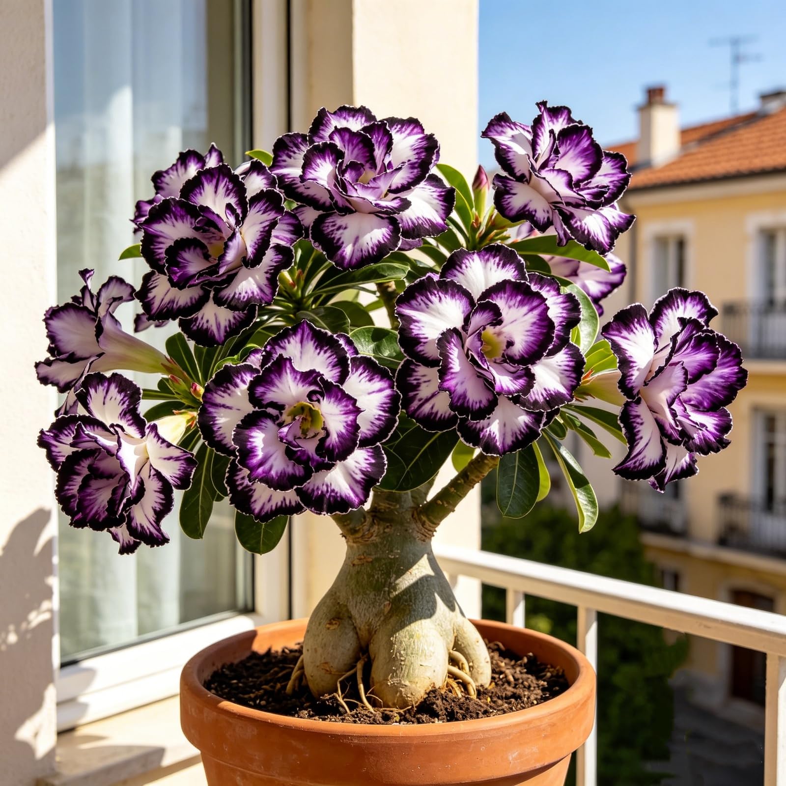 Rosa del Deserto/Resistenti Perenne/Esotica tropicale/Splendide decorazioni da giardino/Adatta ai principianti/Adatto per uso interno ed esterno-5Rizomi-D