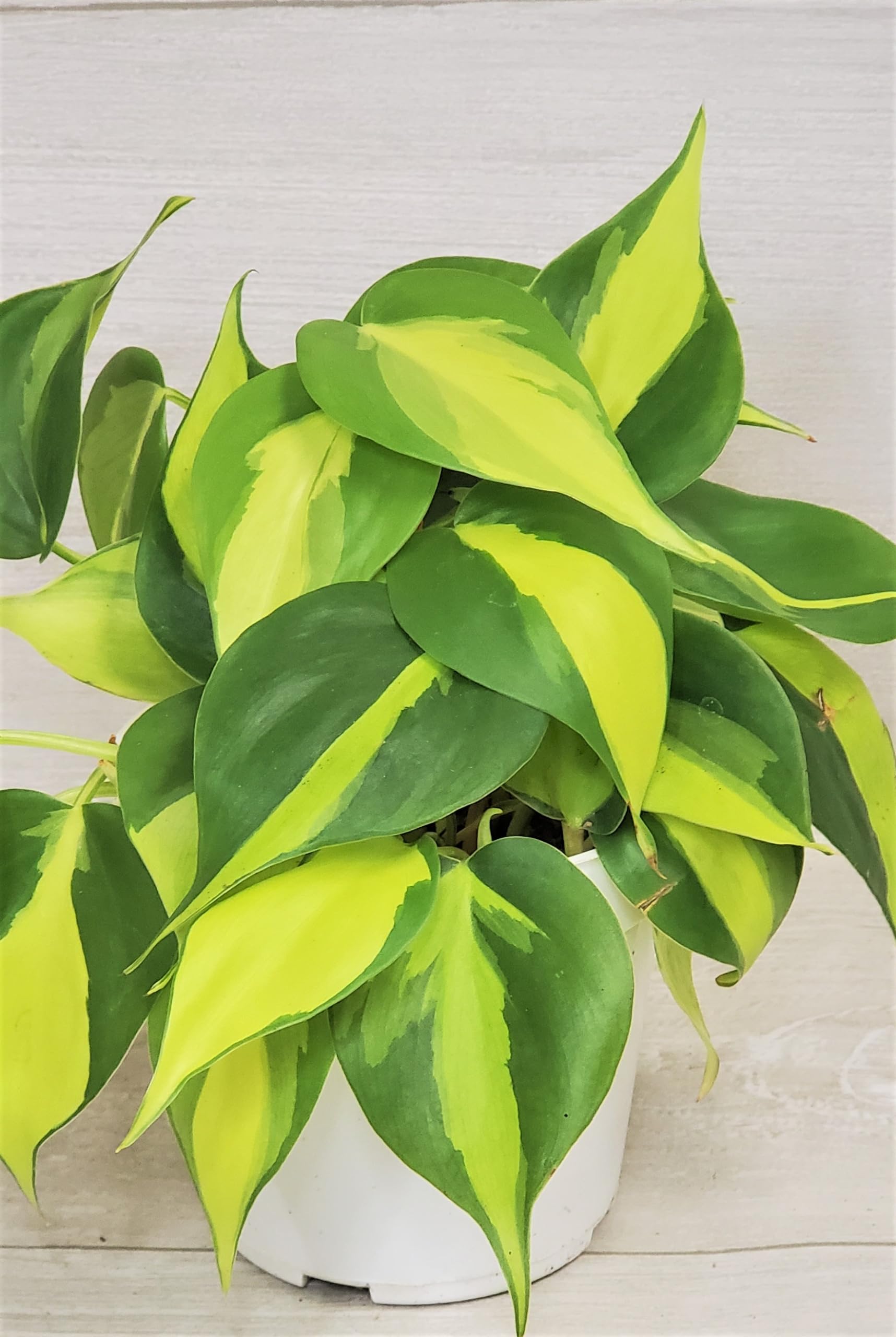 gimall plants 7 Tier GreenStalk Garden Leaf Vertical Planter - Basic Texture Evergreen main image 1