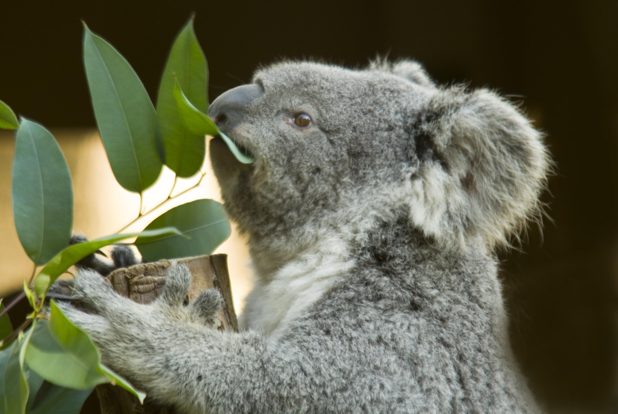 Eucalyptus gunnii Azura Strauch – Winterharter Eukalyptus für Garten & Terrasse, Aromatische Blätter, Pflegeleicht, Zierpflanze im Topf (1)