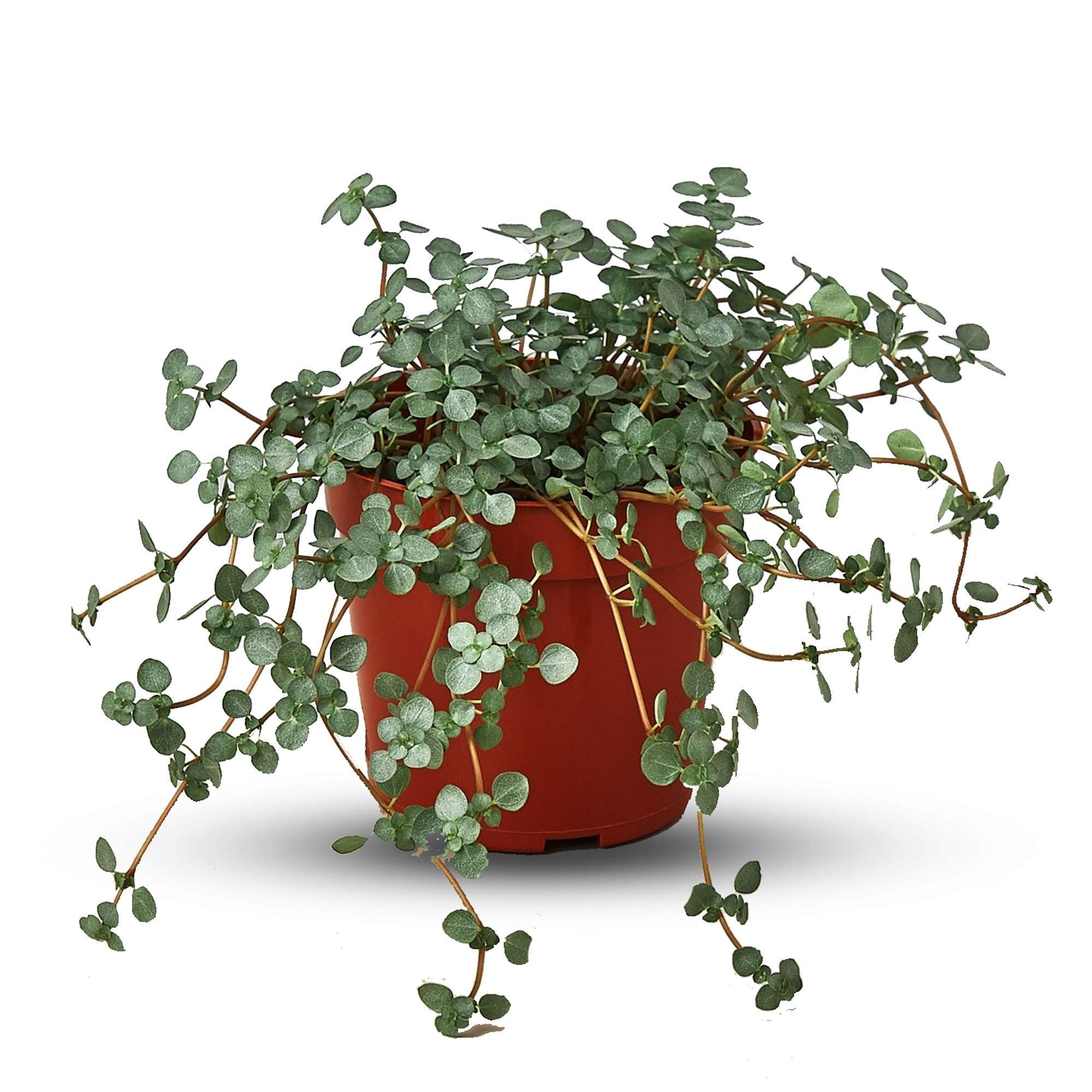 Nettle Silver Sparkle Live Plant