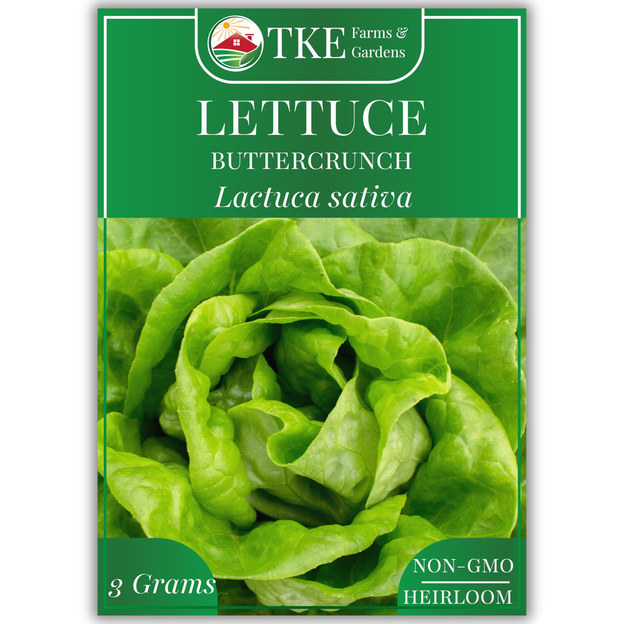 Buttercrunch Lettuce Seeds for Planting, 2500+ Seeds, Heirloom, Non-GMO, 3 Grams, Indoor & Outdoor Gardens, Butterhead Lettuce (Lactuca Sativa), Growing Instructions Included