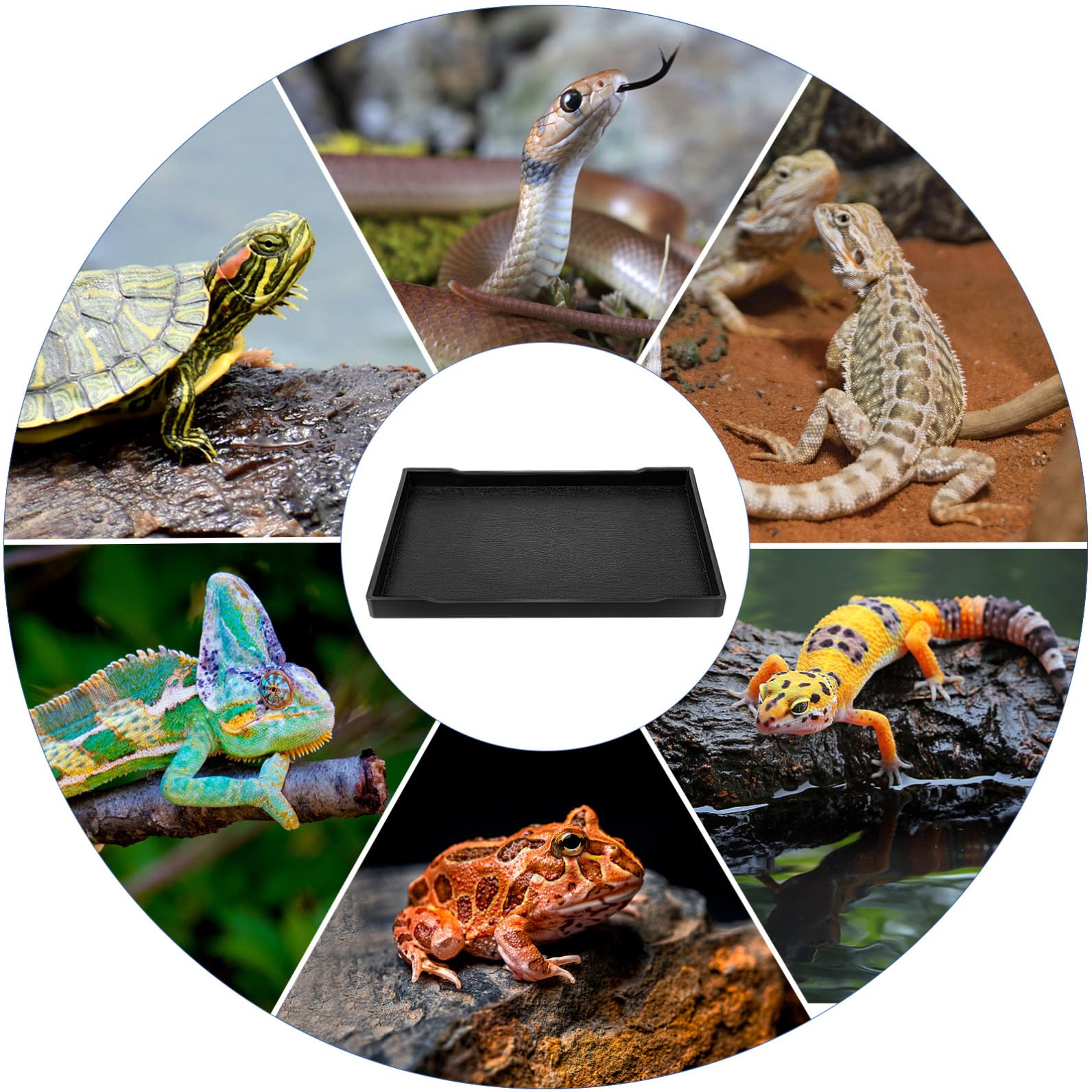 BESPORTBLE Plato De Alimentación para Cuenco De Comida para Reptiles Plato para Comida Y Agua De Lagarto Accesorios para Reptiles 5 Uds.