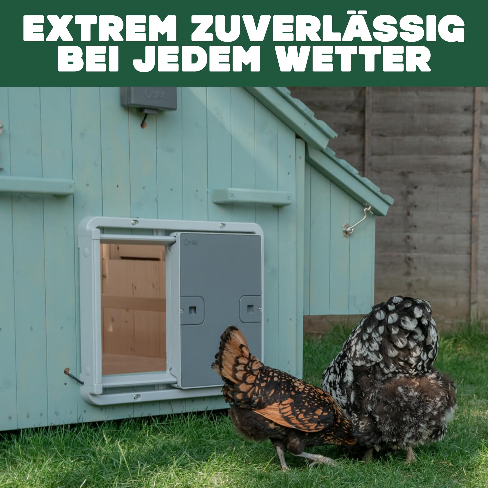 Omlet Intelligente Automatische Hühnerstalltür mit WLAN | Smarte Hühnerklappe per App programmierbar | Lichtsensor oder Timer | Einfache Installation | Netz- oder Batteriebetrieb | Grau