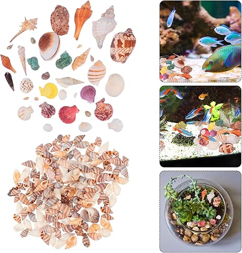 Miniatura 5 de BESPORTBLE 1 juego de conchas de caracolas de guarnición de peces, conchas de mar, decoración de conchas de concha, micro decoración de paisaje,
