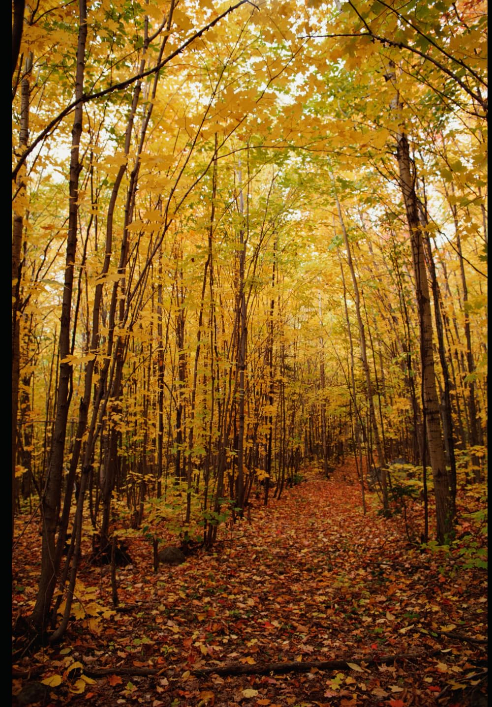 Nature Escape: A Peaceful Coloring Journey
