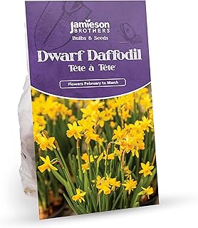 Tete a Tete Daffodil Bulbs 20 Bulb Pack, Dwarf Yellow Colour – Plant in Gardens, Borders & Flowerbeds – Flower Bulbs by Jamieson Brothers…