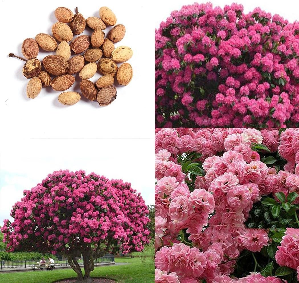 mekolen Giant Pink Sakura Tree Seeds Oriental Cherry Shrub Perennial Plants Flowers