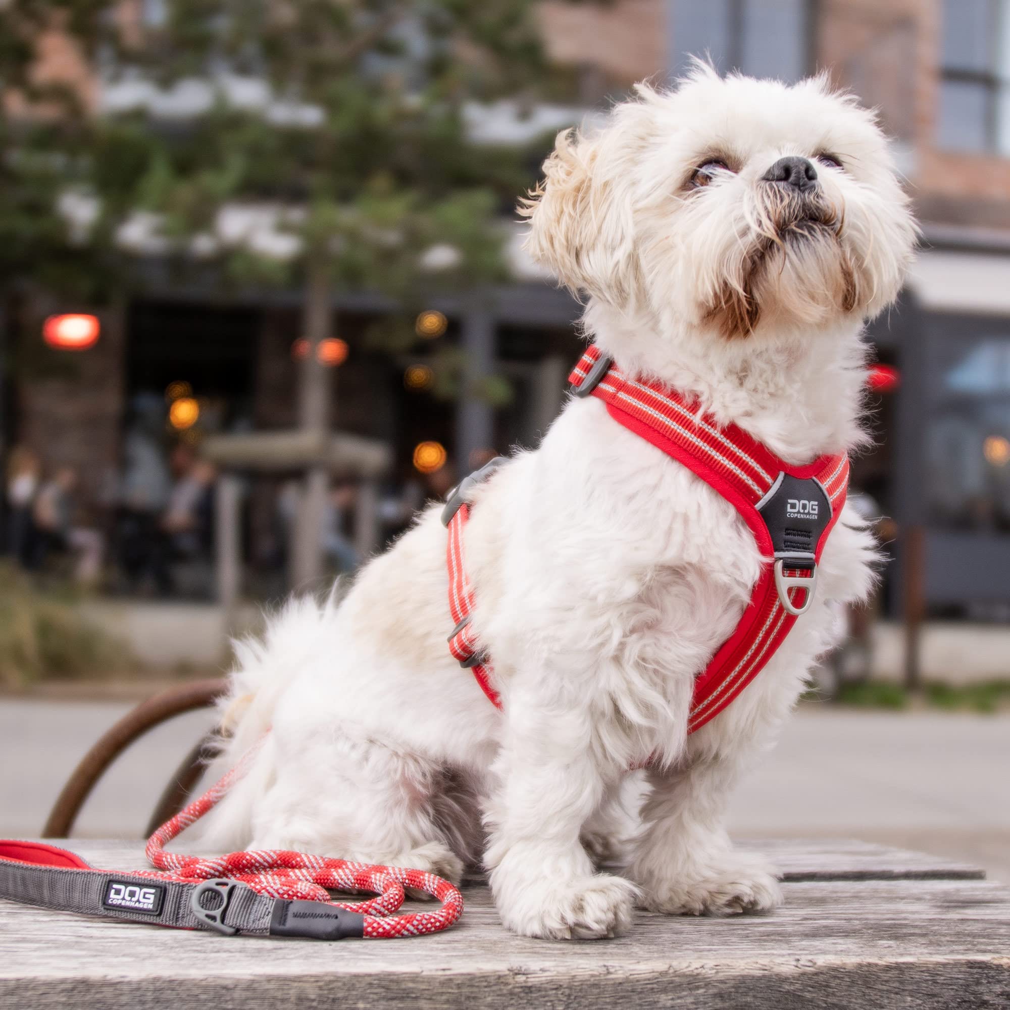 DOG Copenhagen Hundegeschirr - Comfort Walk Air Version 2 - Brustgeschirre für Hunde, Classic Red, XL
