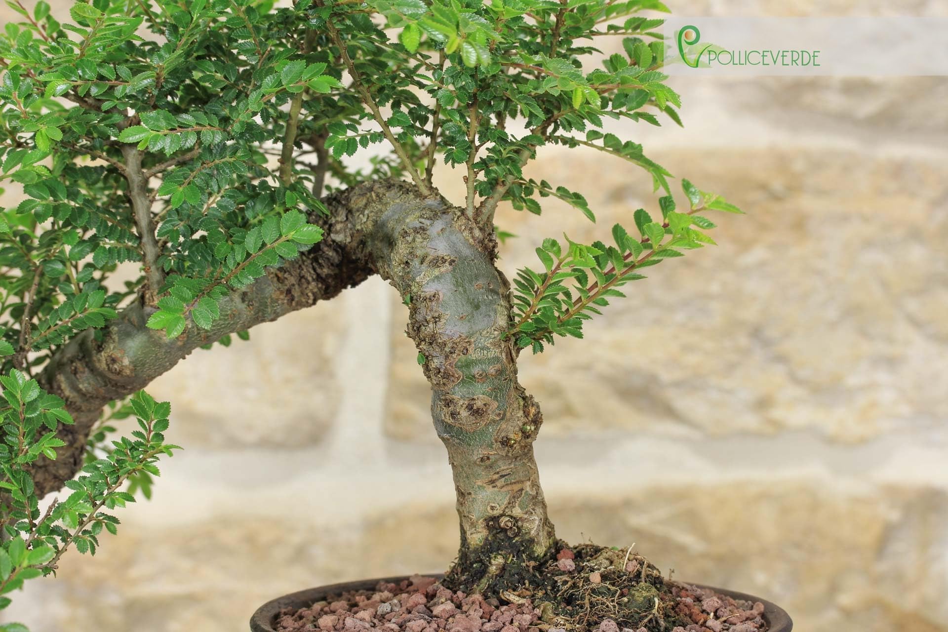 Bonsai di Olmo Parvifolia "Seiju" (90)