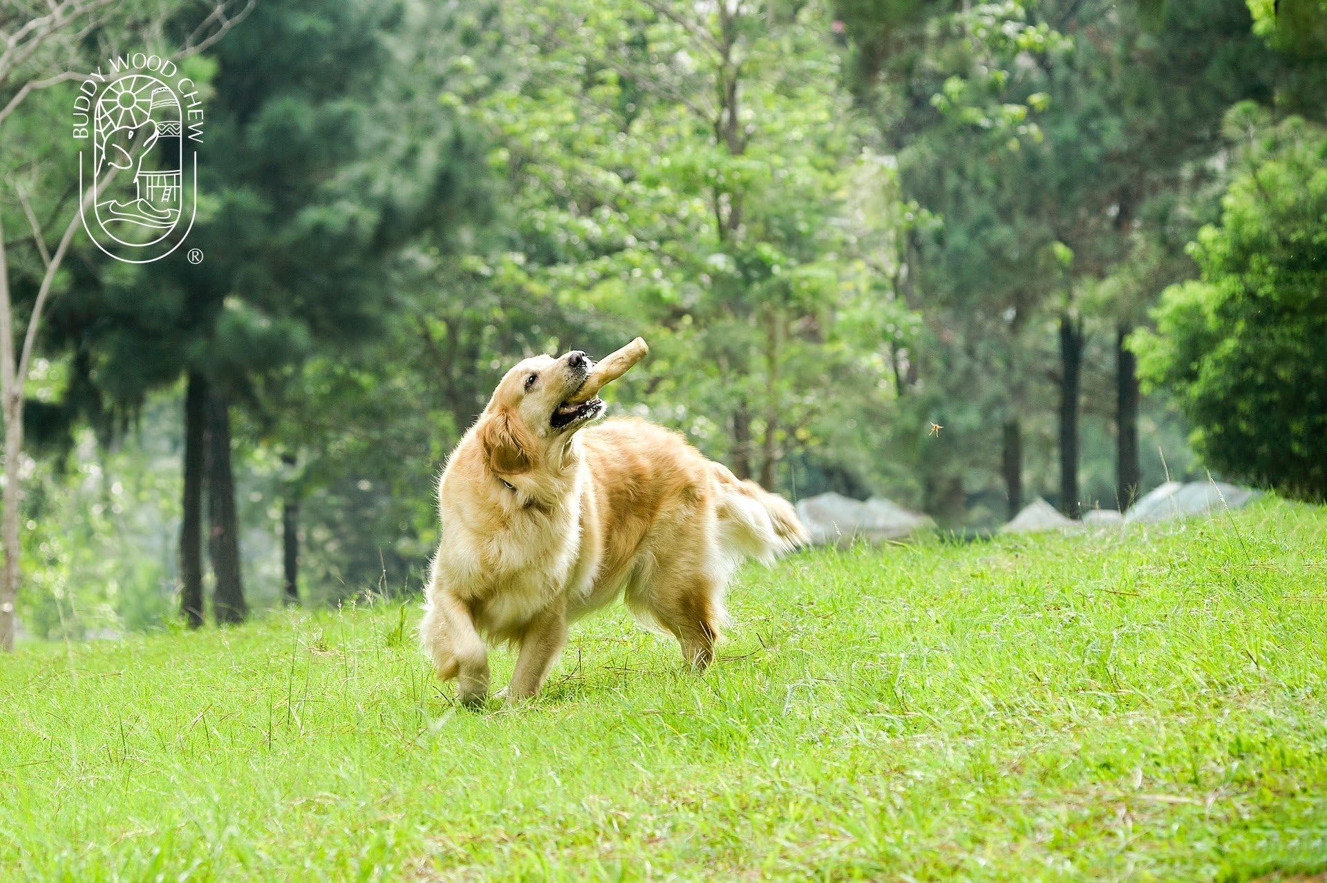 Gomito da masticare per cani, 100% naturale, atossico, sicuro per animali domestici, regalo per animali domestici (L)