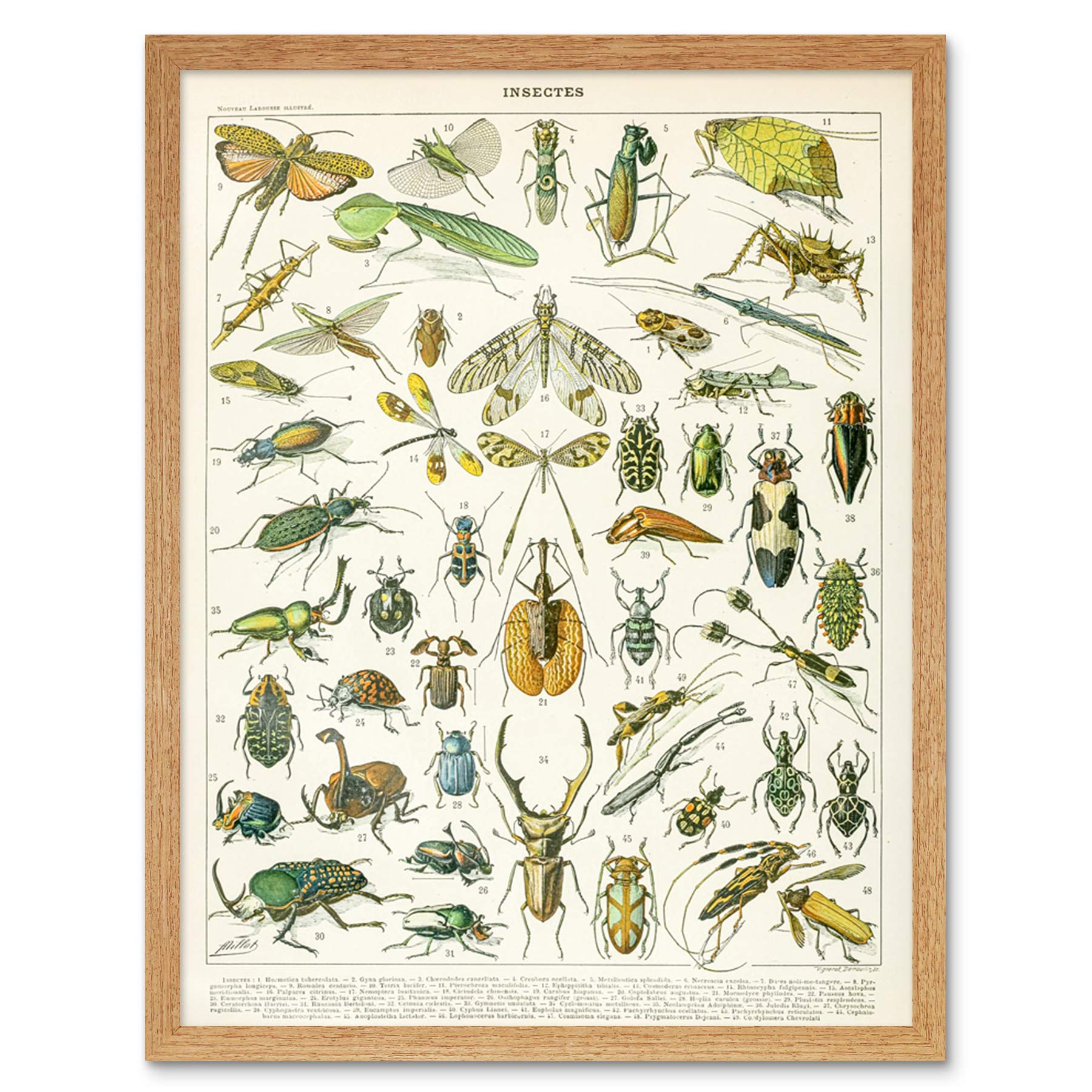 Artery8 Millot Encyclopedia Page Insects Beetles Art Print Framed Poster Wall Decor 12x16 inch