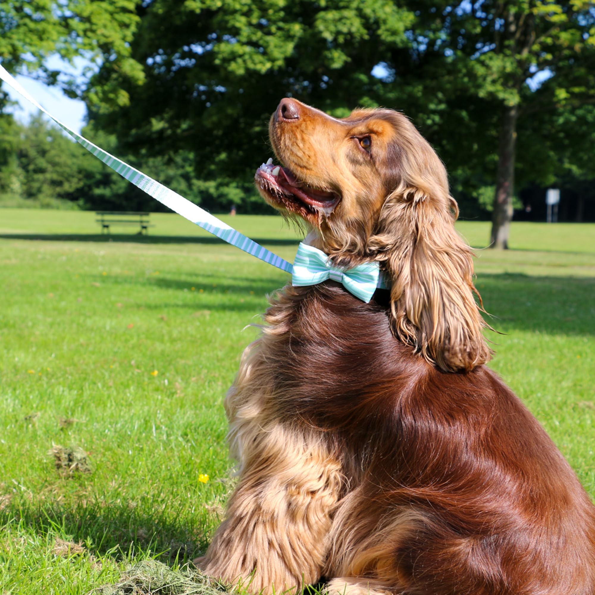 Ancol Round Dog Collar Stripe Patterned - Image 2