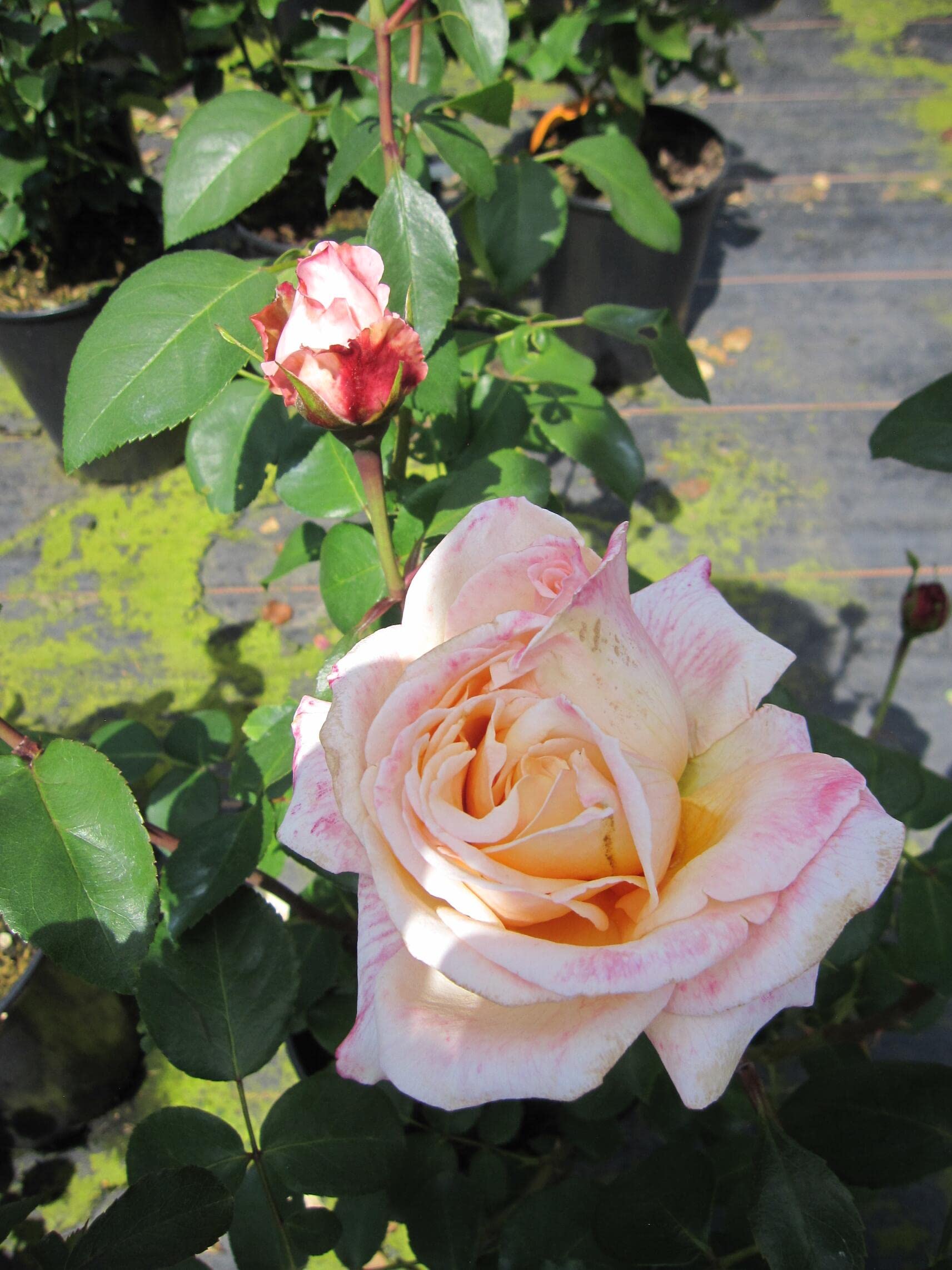 Rosa Oh Happy Day ® - Edelrose ® - Eleganza Antique - Cordes Rose