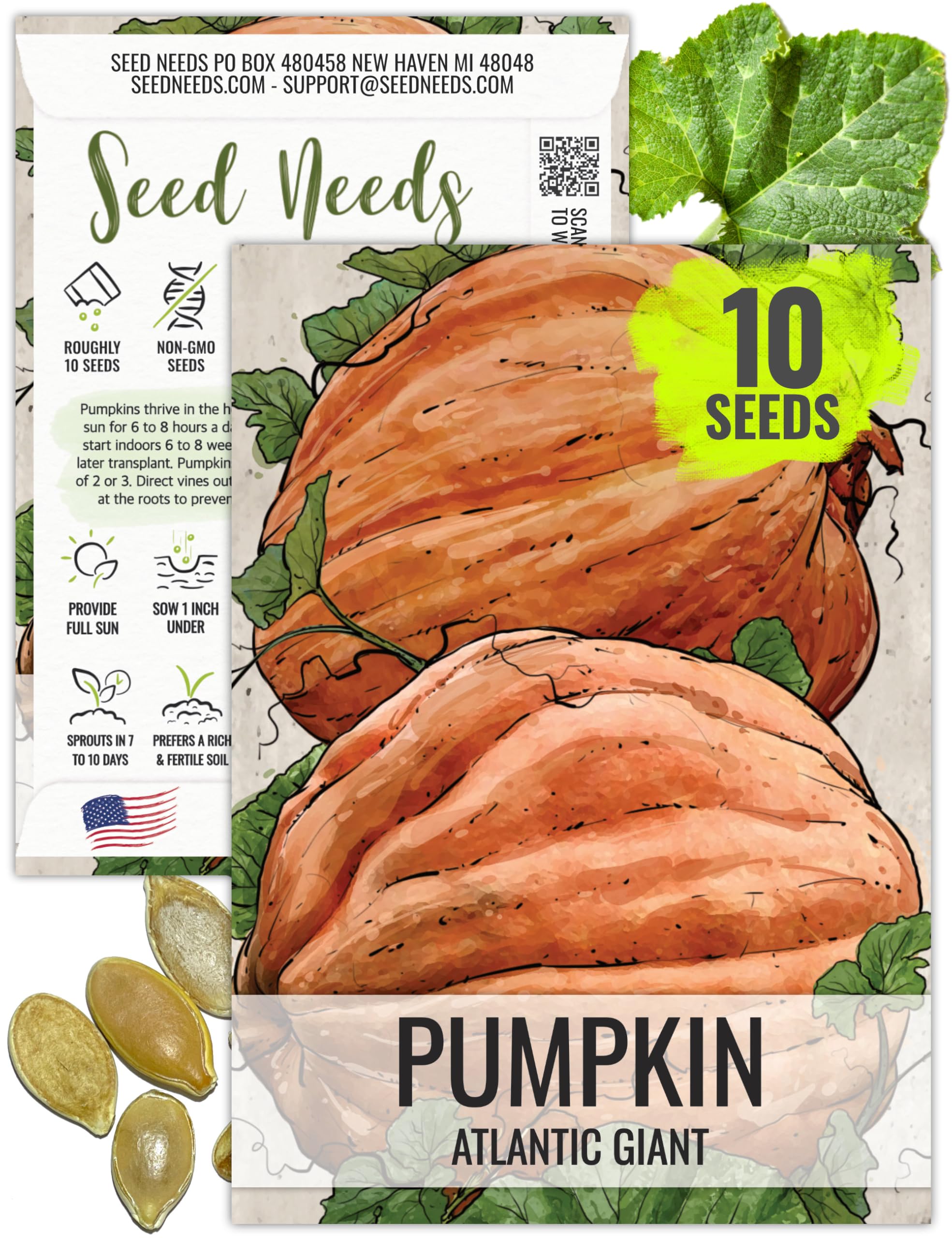 Seed Needs Pumpkin Seeds for Planting Atlantic Giant Pumpkins - Non-GMO Heirloom & Untreated Vegetable Seed to Plant a Home Grown Outdoor Garden - Extra Large Giant Fruits (1 Pack)