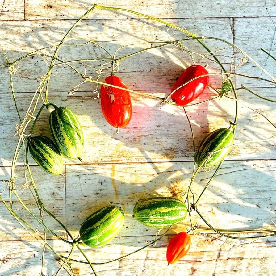 Amazon.co.jp: 木の実セットC カラスウリ 蔦つき ハロウィン リース