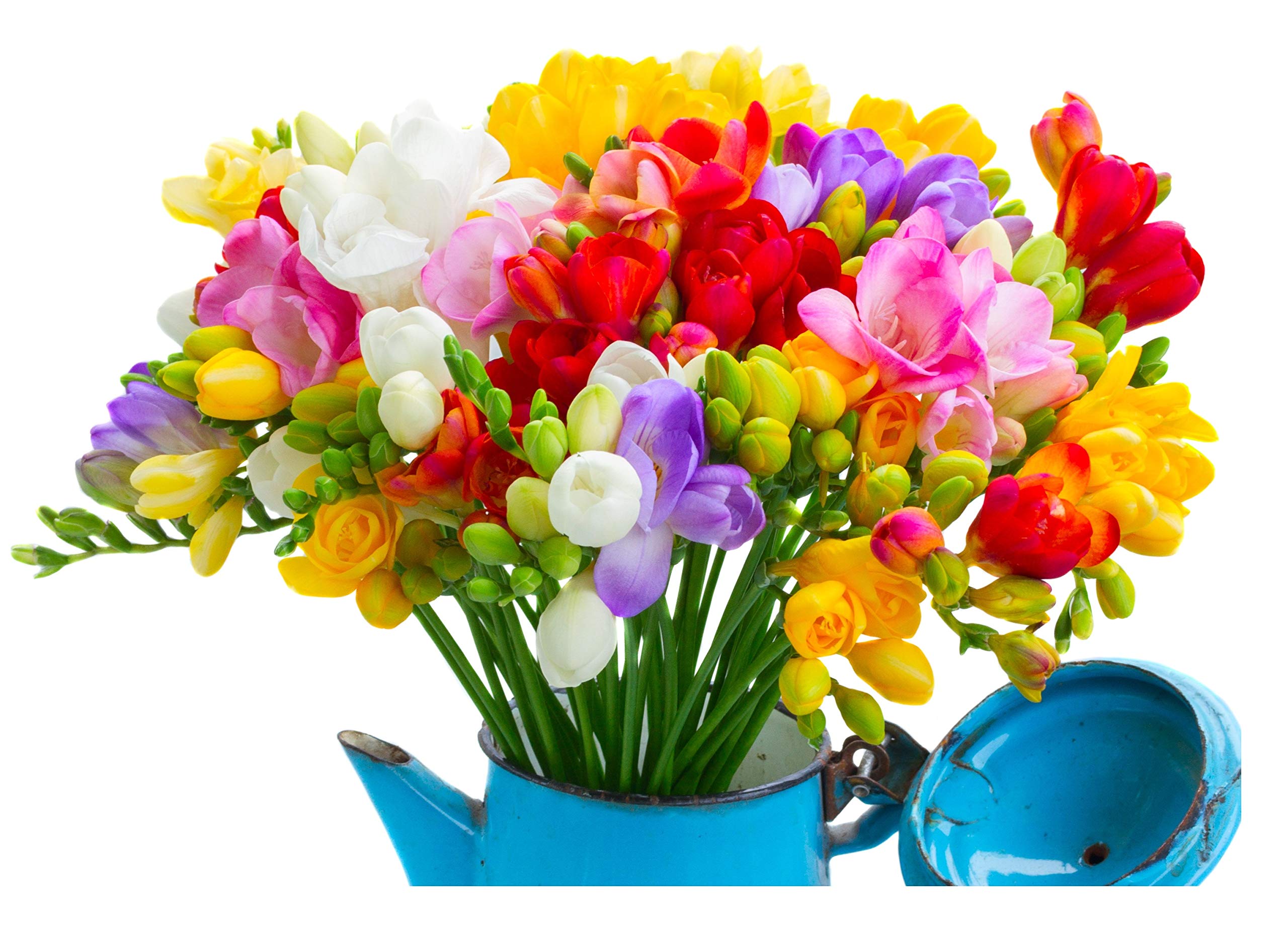 10x Freesia Double Mix Summer Flowering Bulbs Colourful Garden Plant Corms Wedding Fragrant Cut Flowers Size 6/7