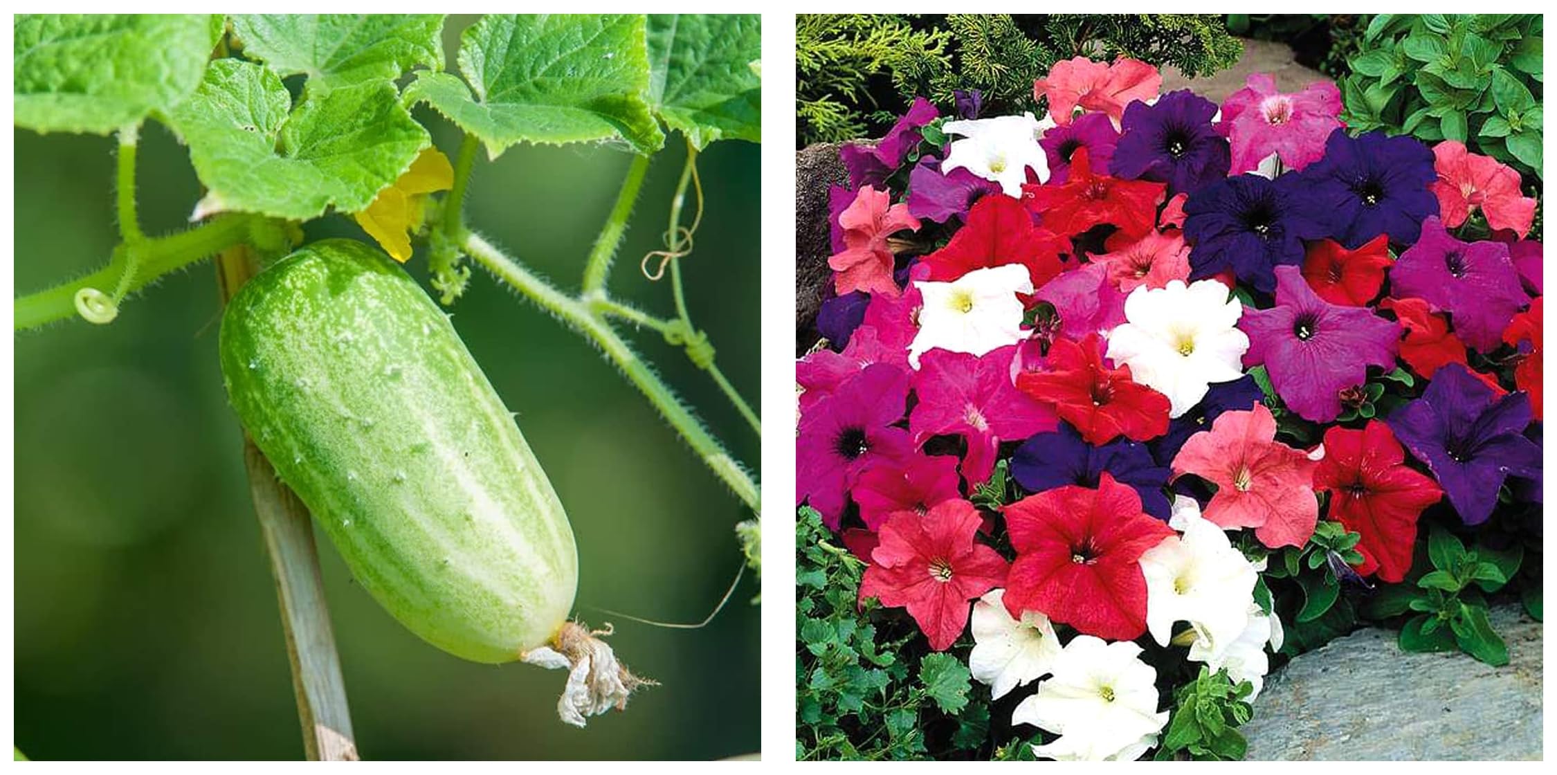 Kraft Seeds Vegetable Fresh Cucumber Hybrid Seeds Gardening (1 Packet, 1gm) & Kraft Seeds Petunia Mix Flower Seeds (1 Packet, 200 Seeds) | (B0CCV3WTN4) Amazon Price History, Amazon Price Tracker