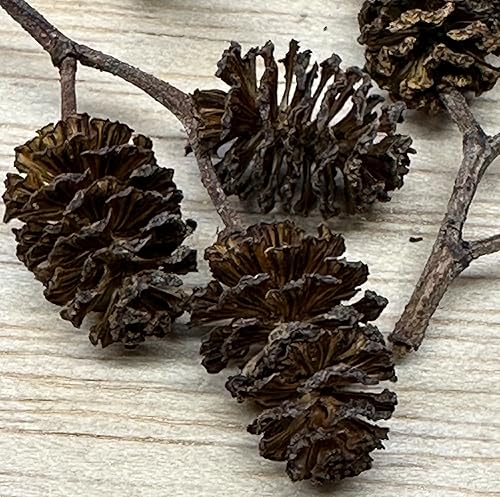 Miniatura 4 de Awesome Aquatic - Tanque de conos de aliso y casuarina promueve el hábitat natural, la reproducción, la producción de taninos mejora la inmunidad,