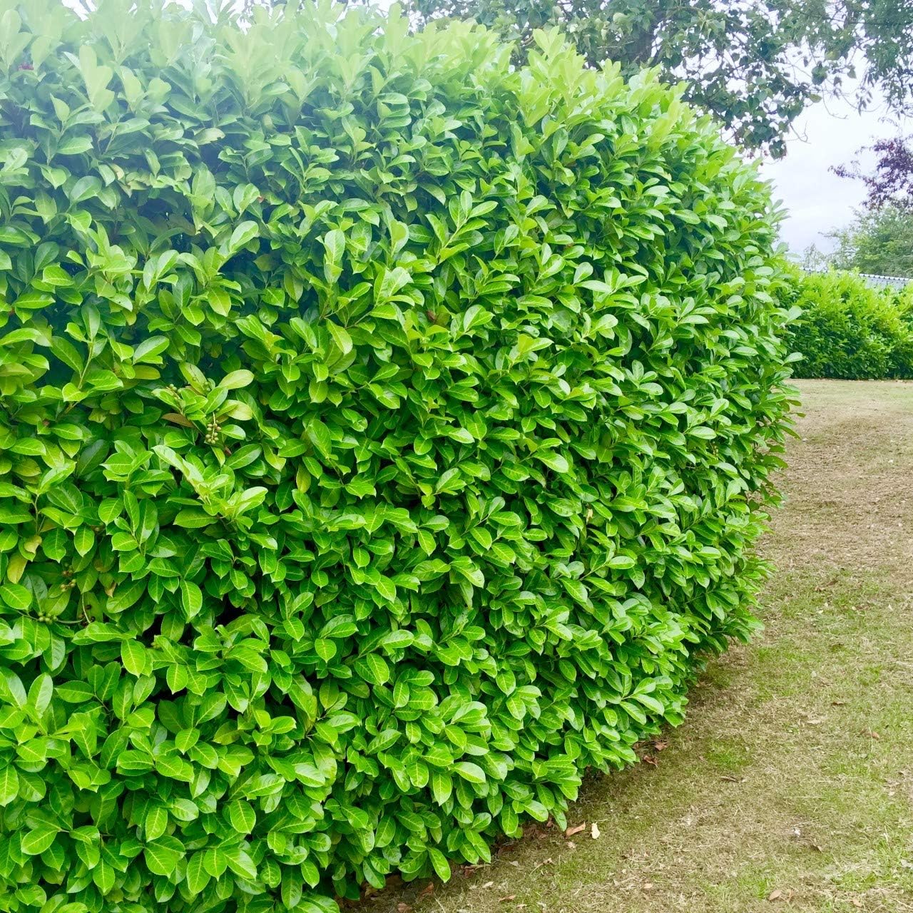 5 Cherry Laurel Evergreen Hedging Plant Fast Growing Shrub 25-40cm Potted by Sunnyside Nurseries