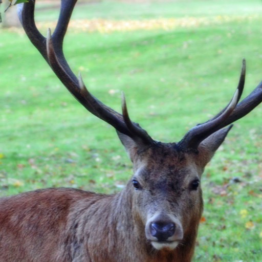 deer antler Wallpaper – HD Wallpapers of deer antlers!:Amazon.com