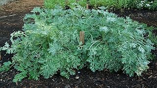 *Healthy* Wormwood 200 Seeds Artemisia Absinthium (RFS) Herb from Canada