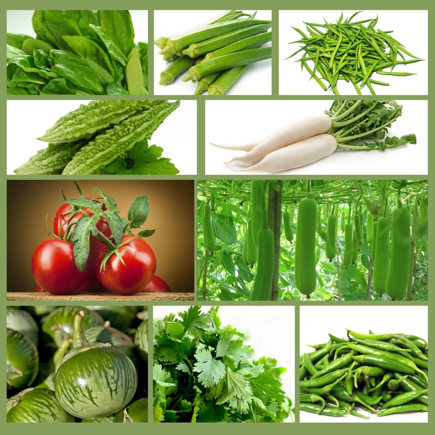 Only For Organic Summer Hybrid Vegetable Seeds With Instruction Manual (Pack of 10 Variety) (B09R74WX8D) Amazon Price History, Amazon Price Tracker