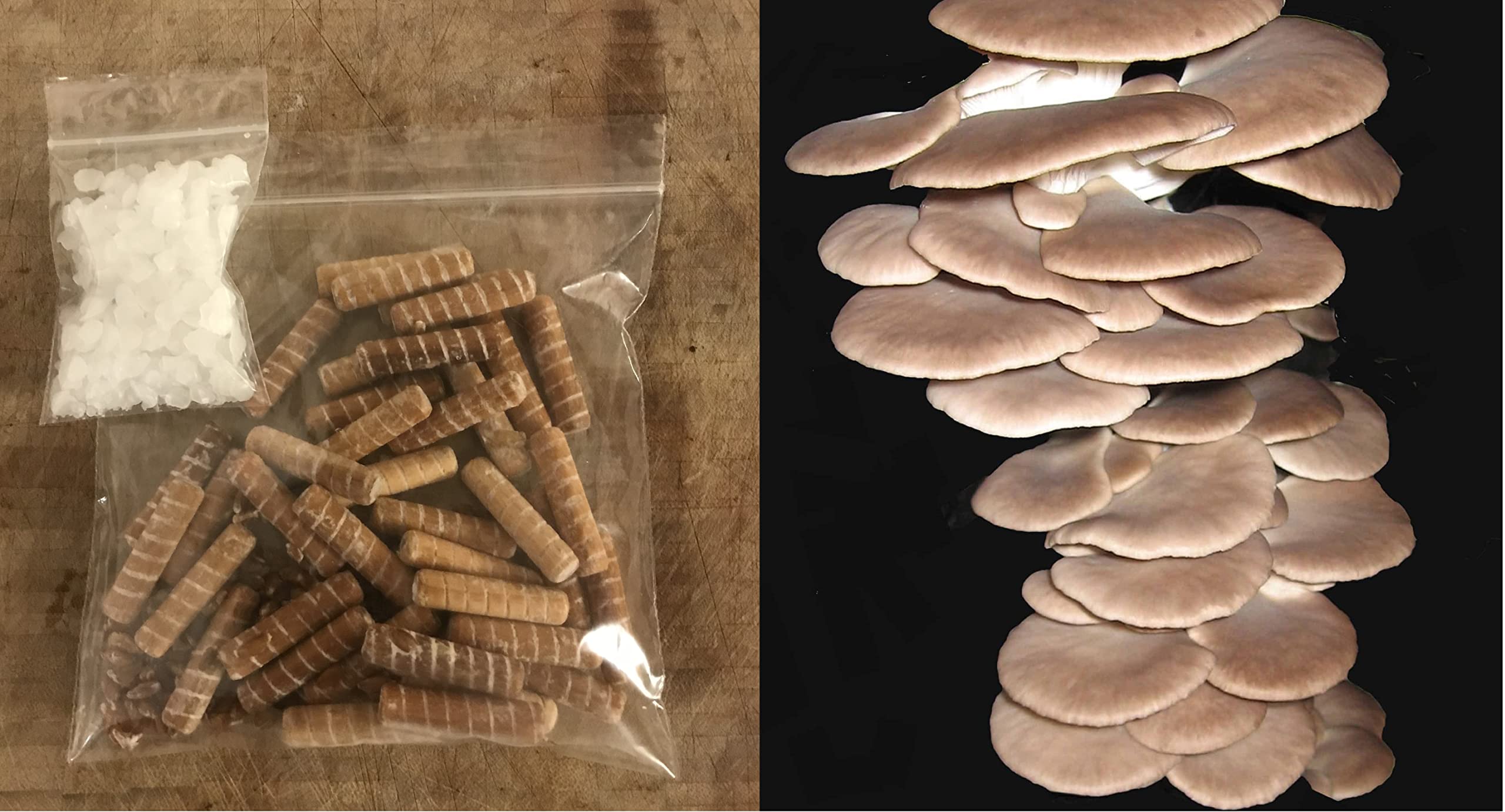 Summer Oyster Mushroom Spawn 30 Dowels Free Wax