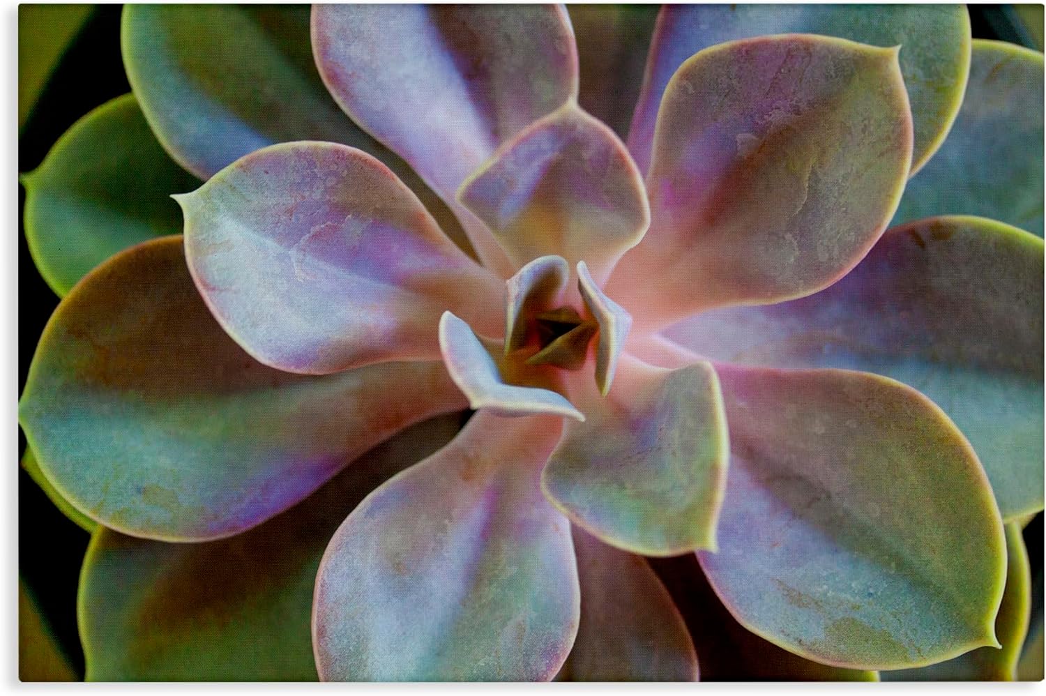Stupell Industries Blooming Succulent Leaves Canvas Wall Art Design by Susan Bryant, 24 x 16