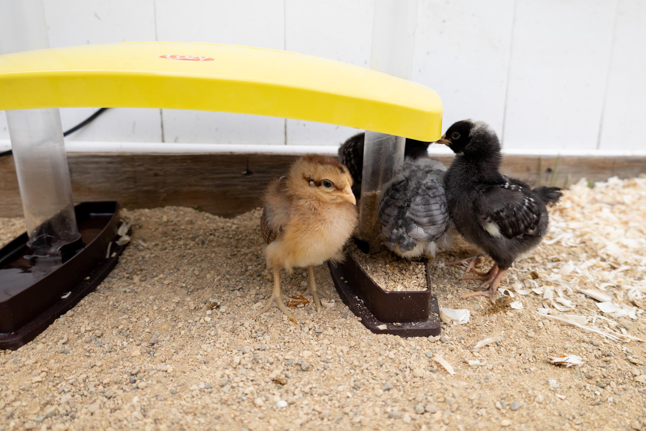 Cozy Chickens - Hábitat para criar pollitos, 100 W, agua y tubos de alimentación
