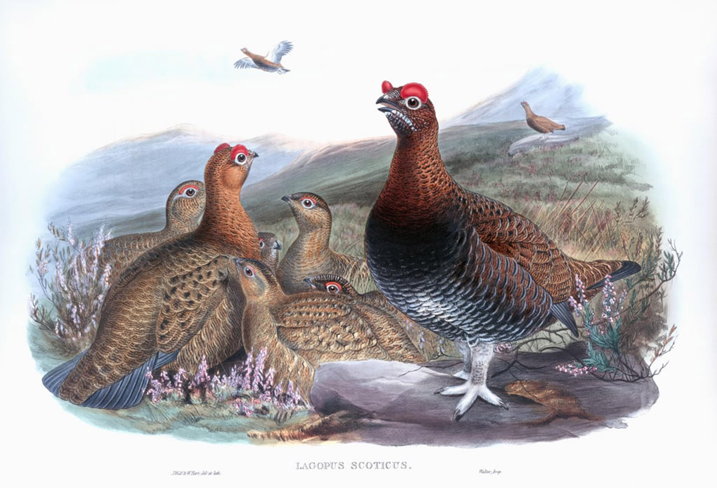 Artxlxxbn No Frame Famous Prints Artwork Pictures Poster Painting Art Animal Bird Red Grouse Lagopus Lagopus Scotica By John Gould Artwork Landscape Pictures For Home Decor 60X90cm
