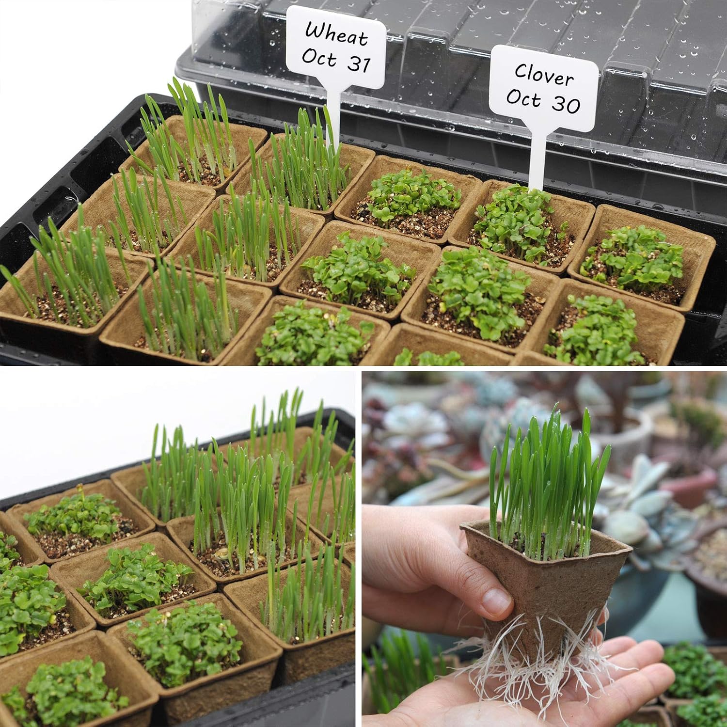 macoya Seed Starter Kit with 100 Peat Pots for Seedlings Seed Starter Tray, 5 Plastic Growing Trays 20 Plant Labels Outdoor or Indoor Herb Garden Nursery